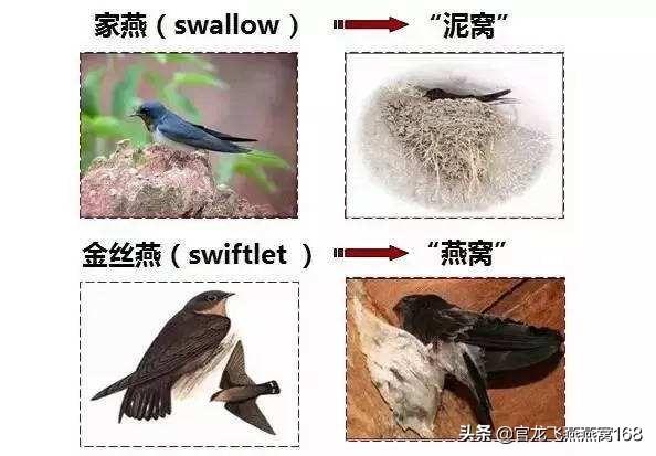 关于能产燕窝的金丝燕，你觉得它神秘吗？