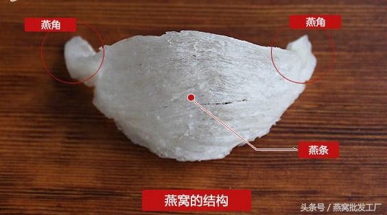 燕窝的各个部位结构——燕盏、燕条、燕角、燕碎解释