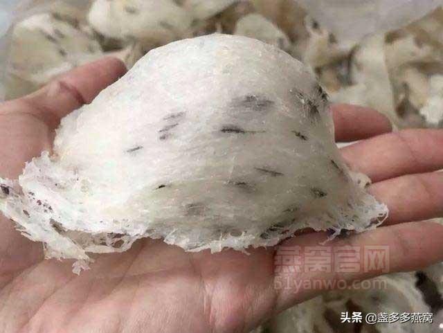 燕窝是怎么来的？炖燕窝怎么做最好吃