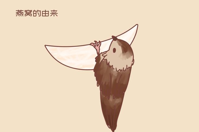 吃燕窝安胎不靠谱，孕妈别交“智商税”，还没鸡蛋有营养