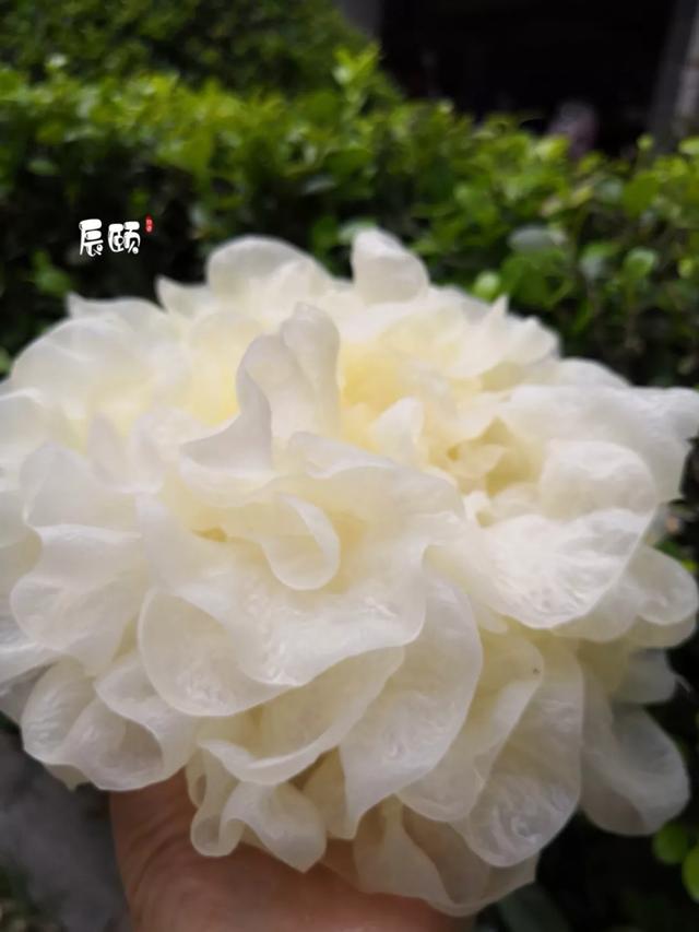 ​辰颐物语：平民燕窝，古田鲜银耳