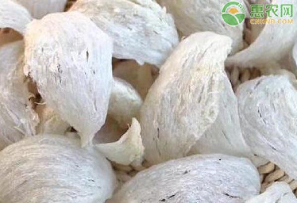 燕窝是哪里的好？燕窝是怎么形成的？