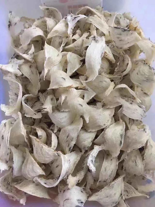 燕窝知识 | 雨季燕窝和旱季燕窝，有什么不同？