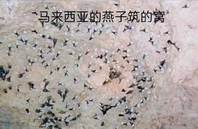 你真的了解燕窝吗，别再犯糊涂了
